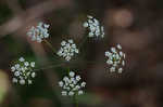 Stiff cowbane